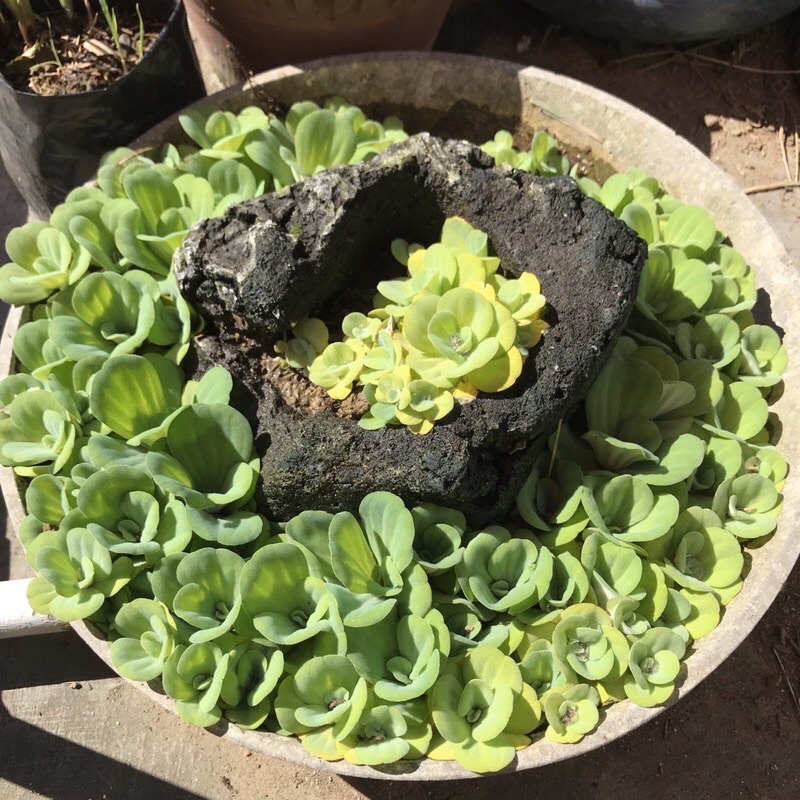 Water Lettuce Aquatic Quiapo Plant 1pc (Live & Rooted) Shopee Philippines