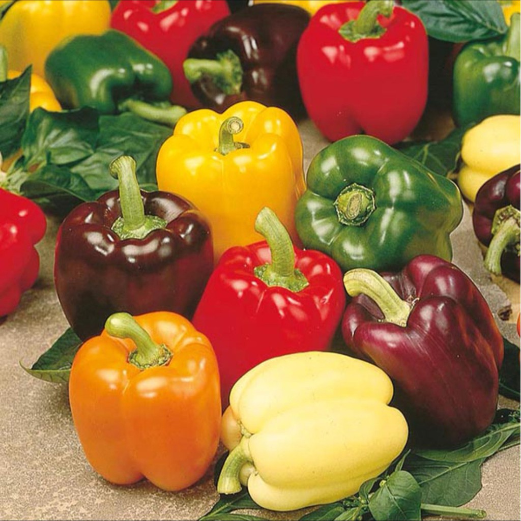 Mix Bell Pepper Seeds Mix Blend BellPepper Seeds Mix Color