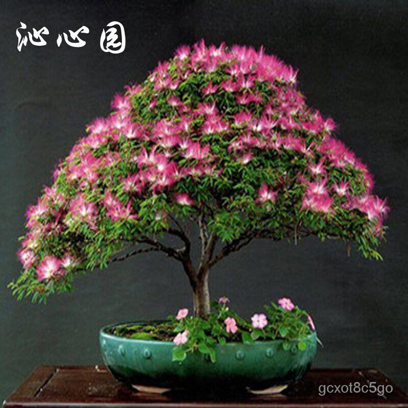 flower seeds 40pcs seed Flower Flower Tree Seed Flower Flower Flower