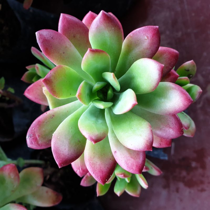 succulent plantsSucculents, Minibelle and More, Live Plant (Farmer's