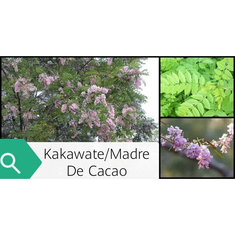 Kakawate/Madre de Cacao leaves(80pieces) Shopee Philippines