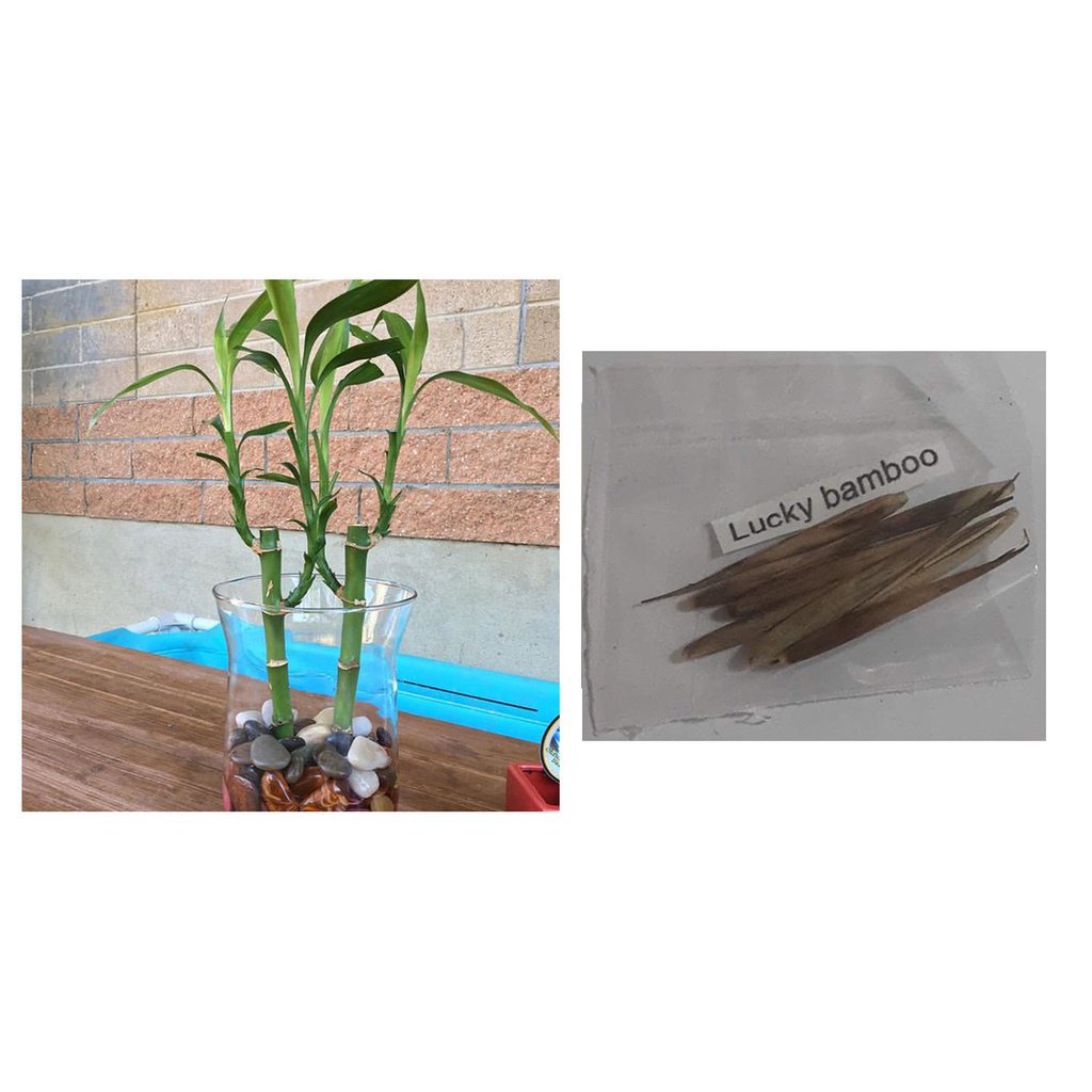 Mixed Seeds lucky bamboo feng shui plant seeds Oregano Sitao Celery