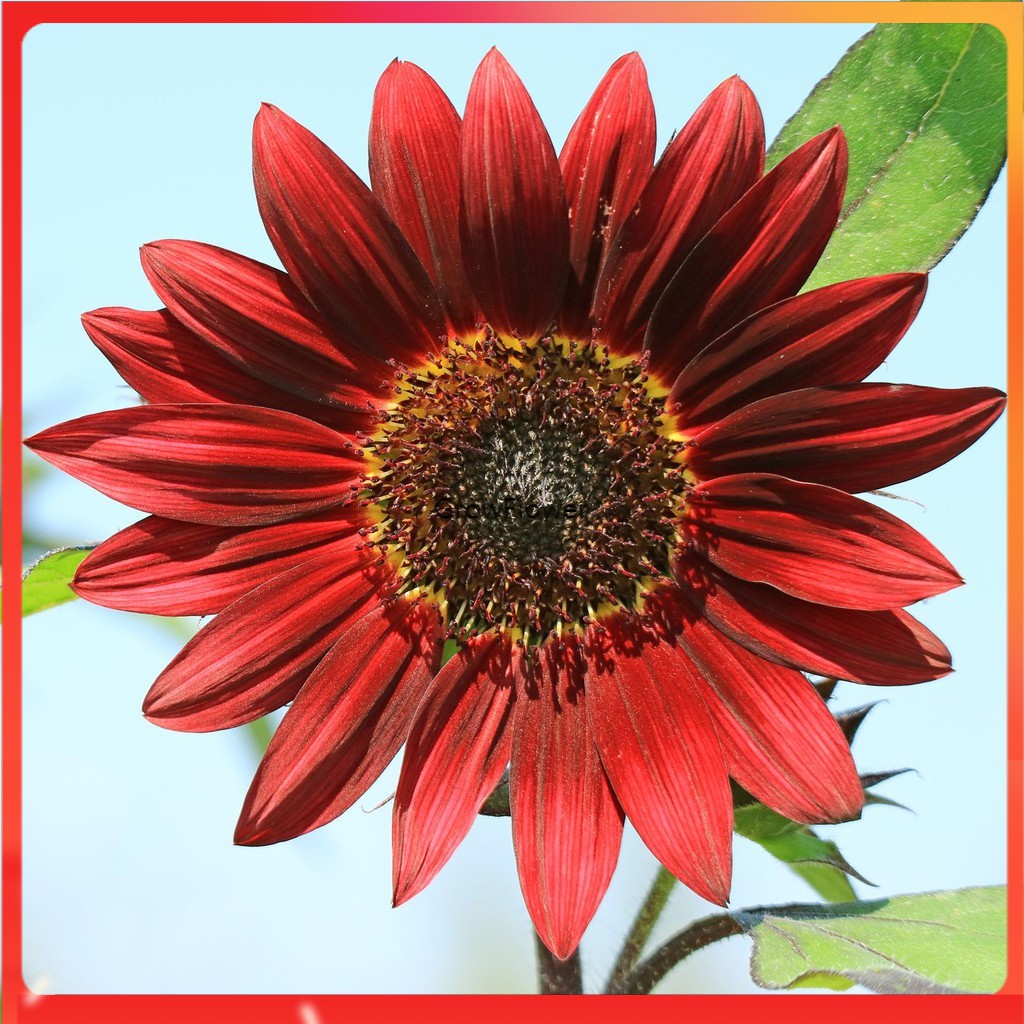 Red Sunflower Seeds For Planting Flower Approx 10 Pcs Shopee Philippines