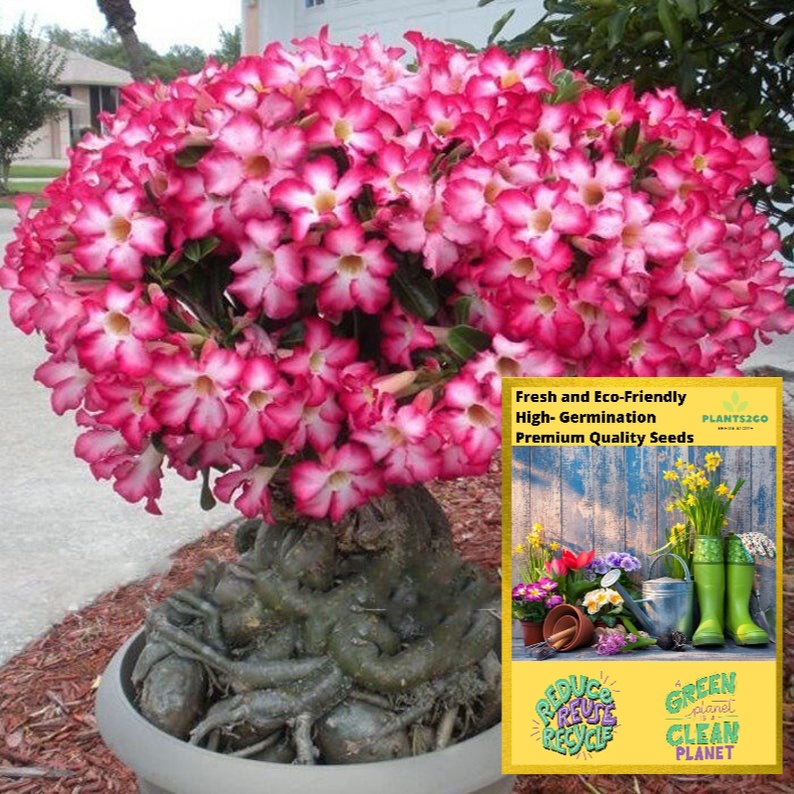 Adenium Seeds White Pink S09 High germination 2pcs Flower Plant seeds