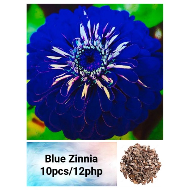 Blue Zinnia Seeds (10pcs) Shopee Philippines