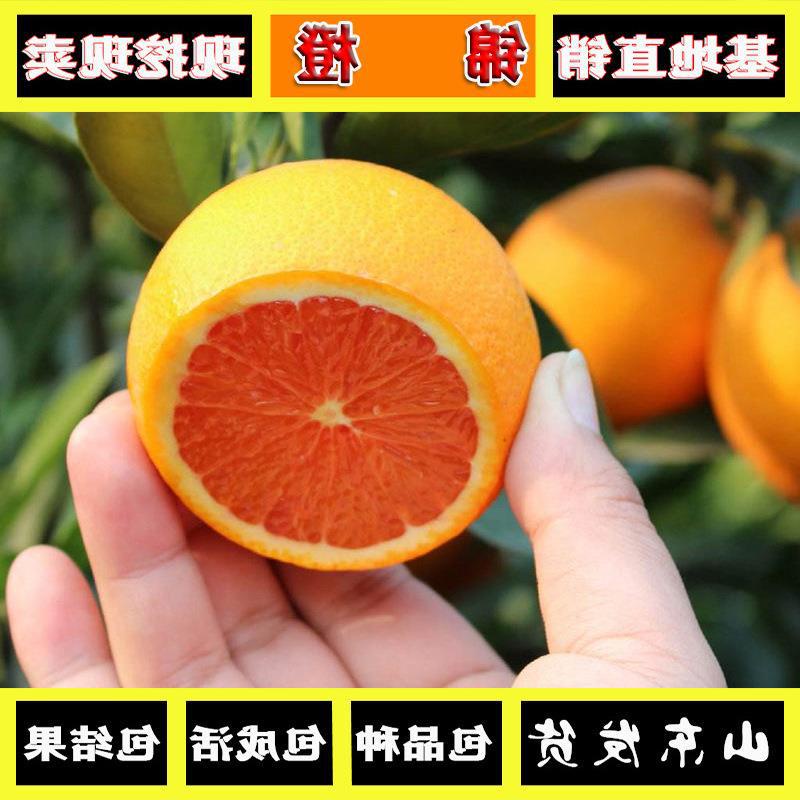 Navel Orange Seedlings Orange Tree September Red Navel Orange Seedlings