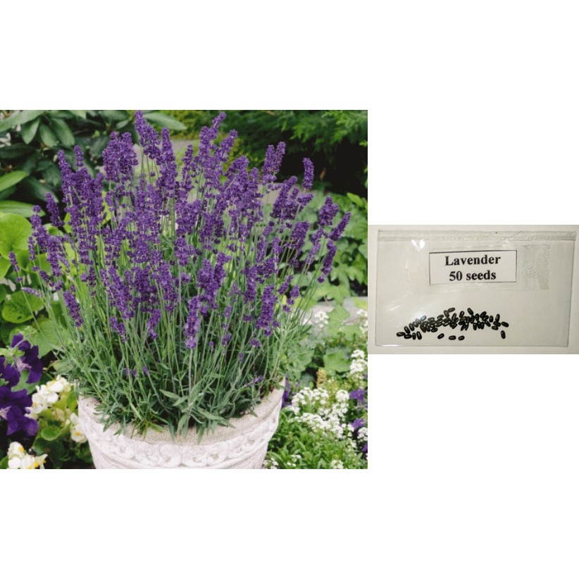 Lavender Flower Seeds (50 seeds) Shopee Philippines