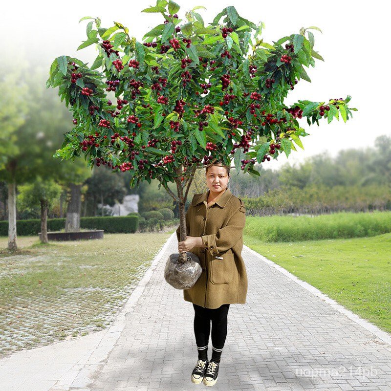 Cherry Sapling South North Field Cultivation Potted Seedlings Fruit Tree Grafting Large Cherry
