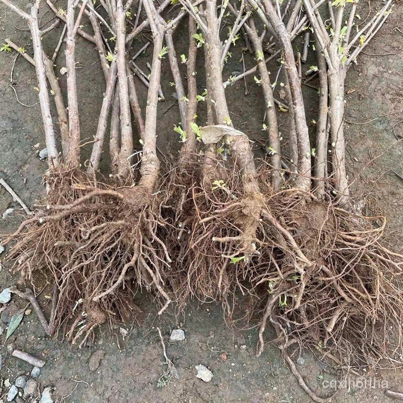 Authentic Cherry Sapling Grafting Dwarf Cherry Sapling Garden Balcony Four Seasons Potted Field