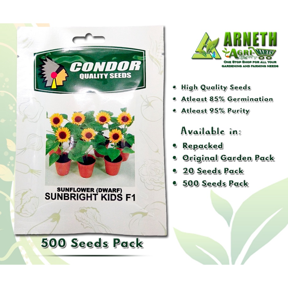 CONDOR SUNBRIGHT KIDS F1 VARIETY DWARF SUNFLOWER PLANT SEEDS (500 SEEDS
