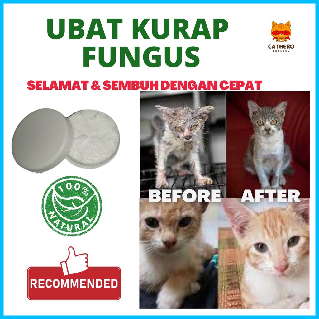 Cathero Medicine Cat Ringworm Medicine Fungus For Cats Wound Medicine