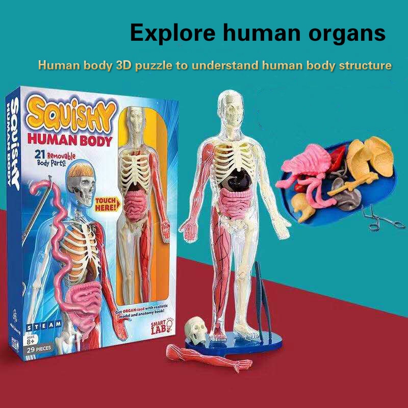 SmartLab Toys Squishy 3D human organ model props to understand the human body structure Shopee