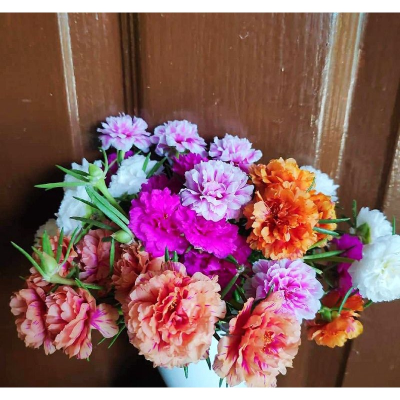 Mixed Vietnam Rose Cuttings (100 cuttings) Shopee Philippines