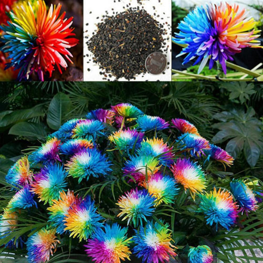 50 Pcs Multicolor Rainbow Chrysanthemum Flower Seeds Home Garden Flower