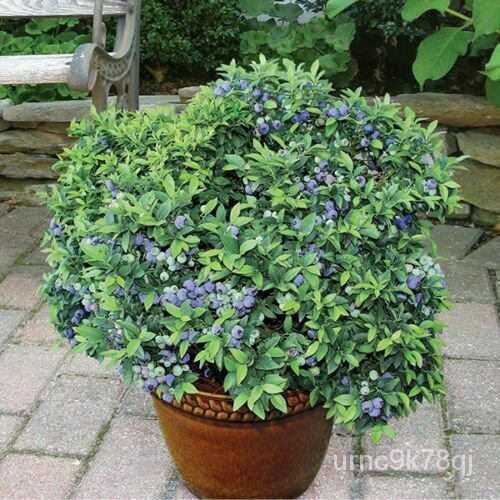 20 Top Hat Dwarf Lowbush Blueberry Plant Seeds Organic Fruit芹菜/向日葵/文胸/裙子/木瓜/种子/玫瑰/通心菜/内裤/帽子