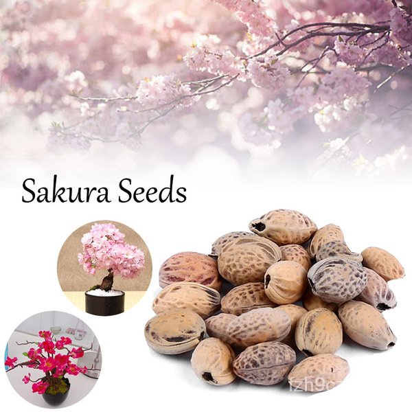 Spot 100 plump seeds1PCS Rare Japanese Sakura Seeds Cherry Blossom