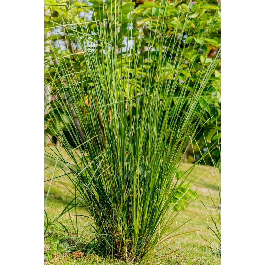 50 slips Vetiver Grass Slips Stalk Only Helps To Stabilises Soil And