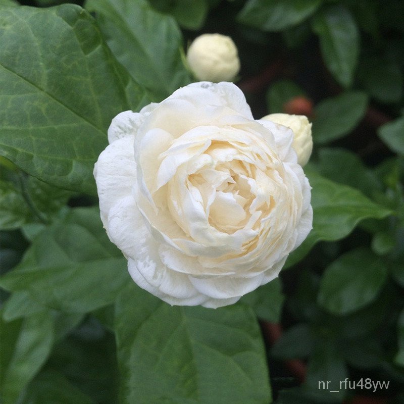 AFLH [Arrive Quickly] Philippine Ready Stock 50 Seeds Mixed Jasmine