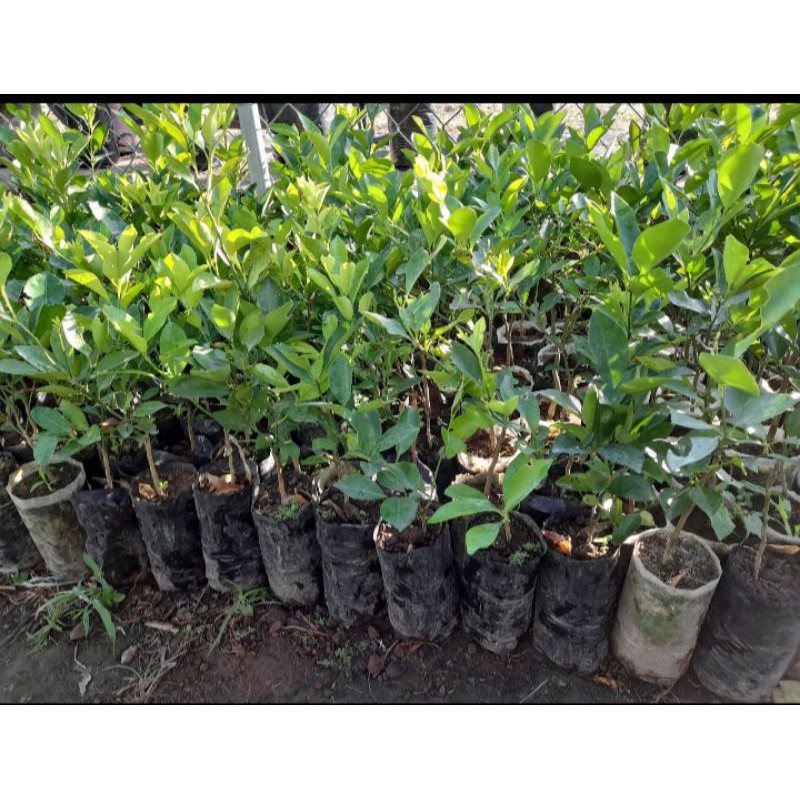 Budded Calamansi seedlings (Small) more or less 1ft tall Shopee