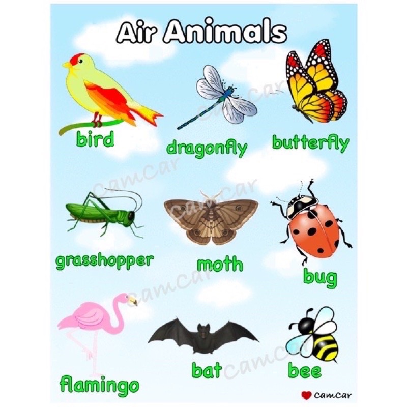 Farm, Water, and Air Animals Laminated Educational Wall Chart Shopee