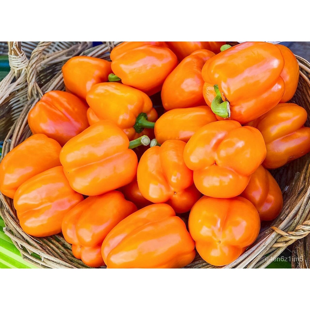 Guaranteed germination rate 100 ORANGE KING BELL PEPPER Sweet Capsicum