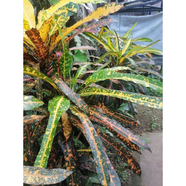 Croton Zanzibar (cuttings) Shopee Philippines