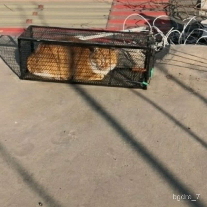 jade bracelet CatTrap Cage Large Cat Catching Dog Cage Cat Catching