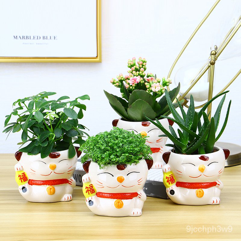 Pachira Macrocarpa Scindapsus Aureus Bonsai Indoor Plants Purify Air