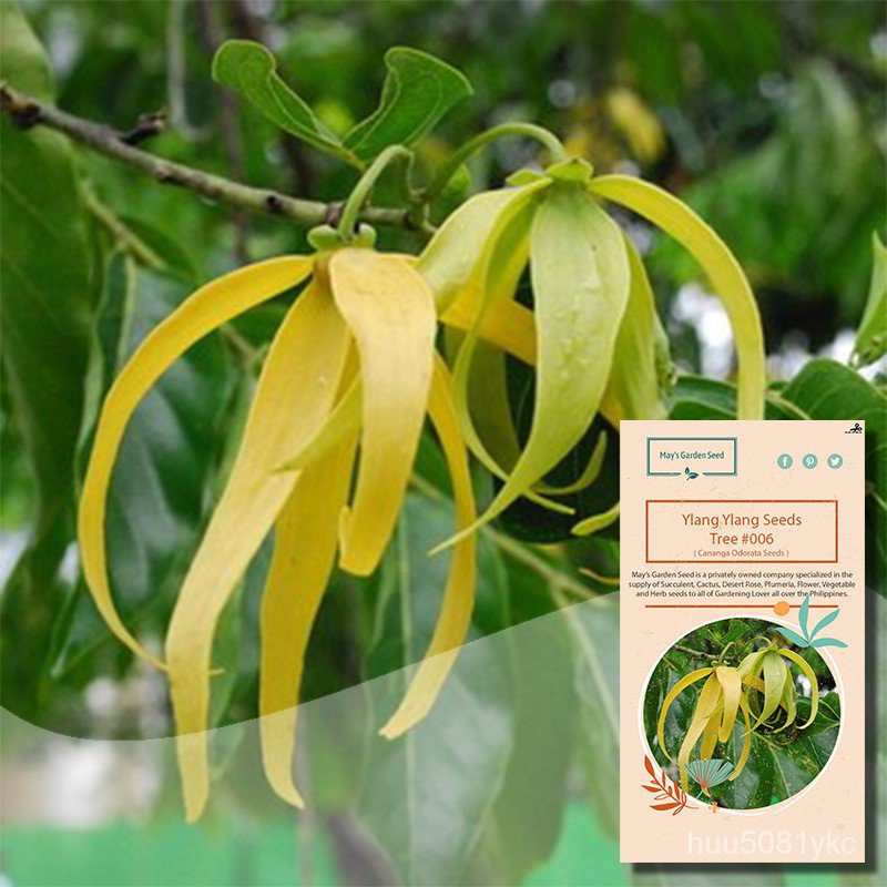 flower seedsYlang Ylang Tree Seeds, Cananga Odorata Seeds, Tree Seeds