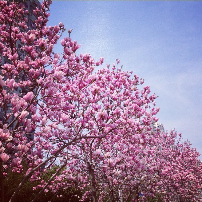 Magnolia Plant Garden Flower perennial Tree Aromatic Magnolia 20 Pcs Seeds Shopee Philippines