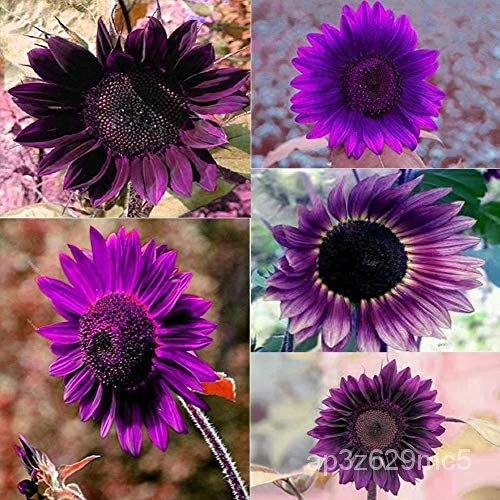 Spot 100 plump seeds100Pcs Rare Purple Sunflower Seeds Beautiful