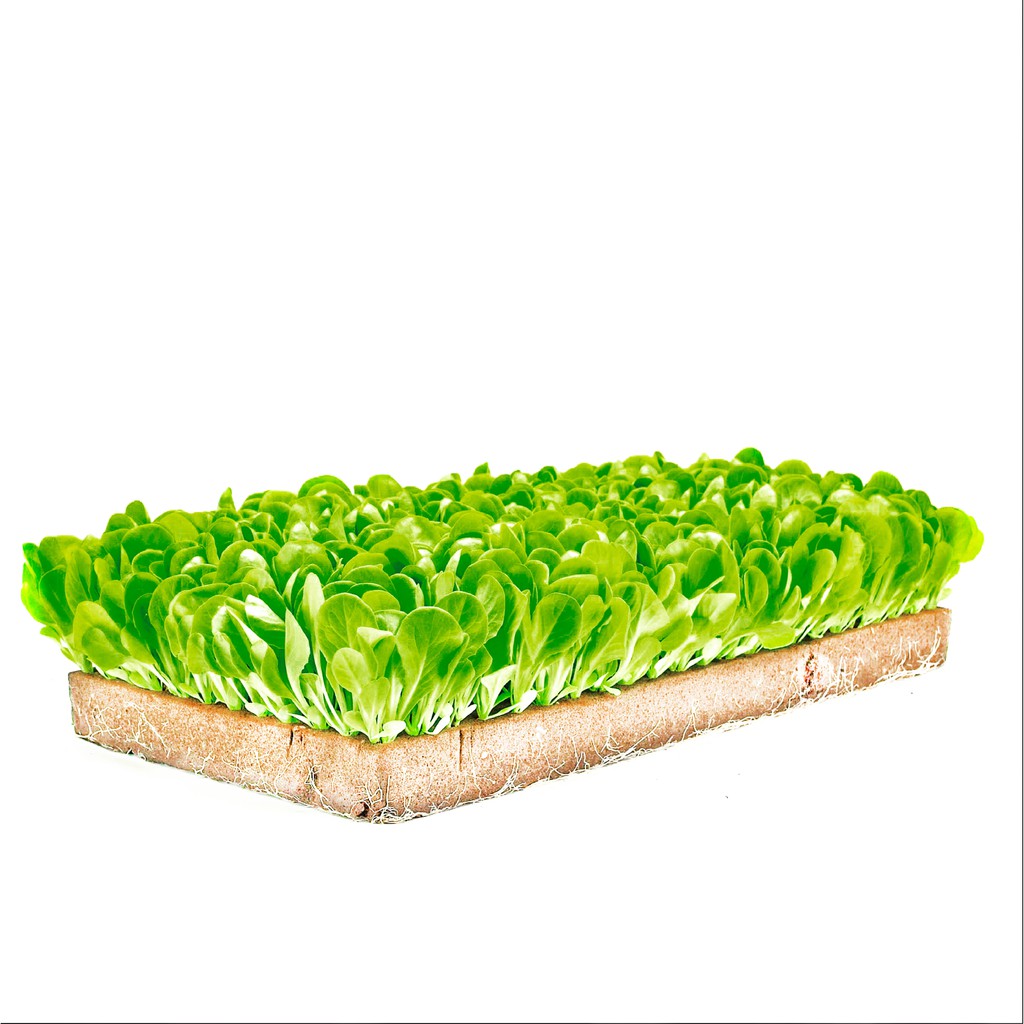 FV 50pcs 4cm height hydroponics foam/sponge/cubes hydroponic