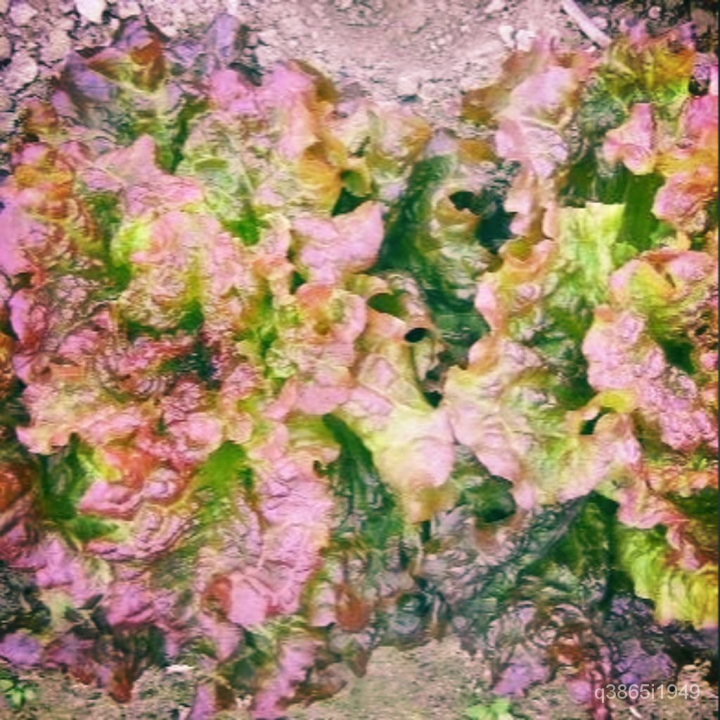 （Factory price）50pcs Red Lettuce AVA seeds vegetable seedsเมล็ดผัก ผัก