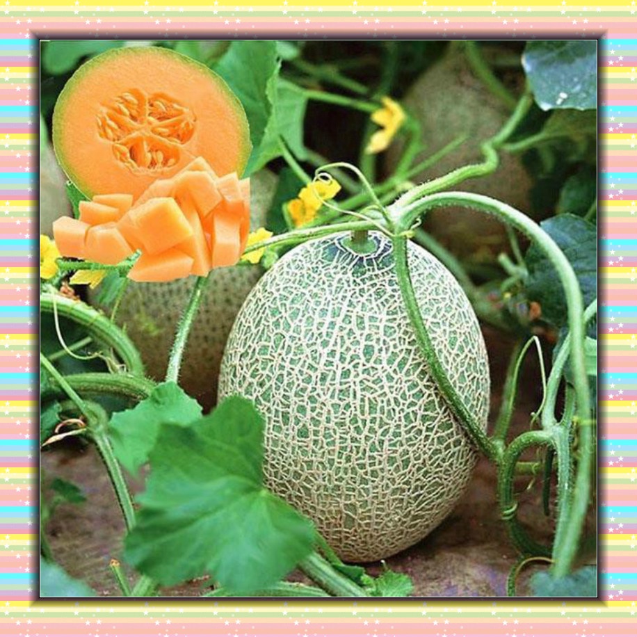 20Pcs Cantaloupe Seeds Honey Yellow Flesh Sweet Melon Fruit Seed Summer