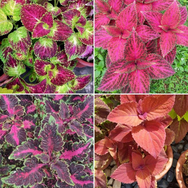 FLOWERS Mayana Top RARE Varieties Cuttings/Rooted Buhay Na! Shopee