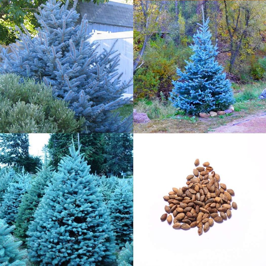 Rare Pine Tree Seeds Blue Sky Pine Seeds Garden Bonsai Plant Seeds