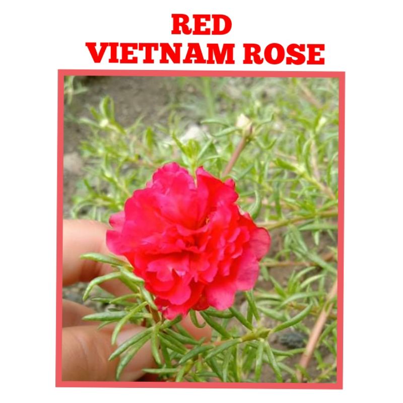 Red Vietnam Rose Cuttings Shopee Philippines