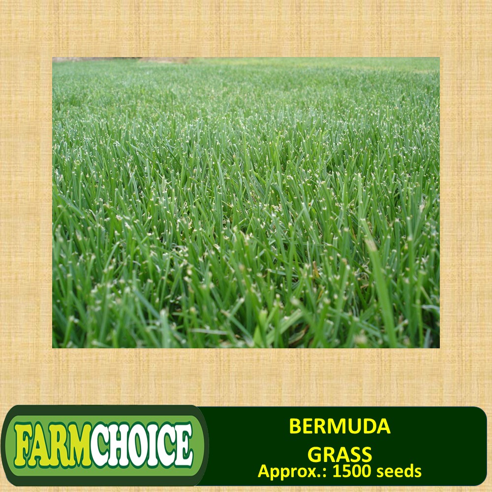 BERMUDA GRASS SEEDS/FOR GARDEN Shopee Philippines