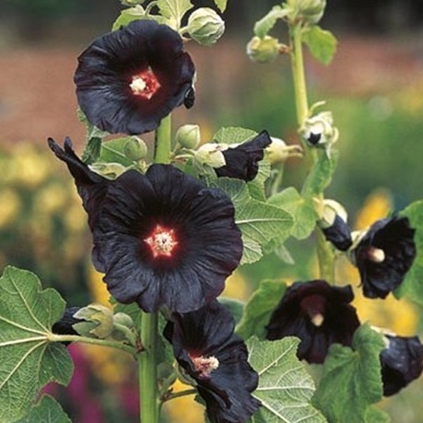 Black Hollyhock Seeds Nigra Hollyhock Seeds Black Alcea Rosea Seeds
