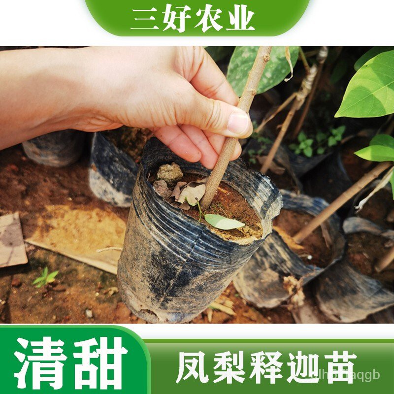 Huang Zhongwen Taiwan Pineapple Fruit Seedlings Red Custard Apple