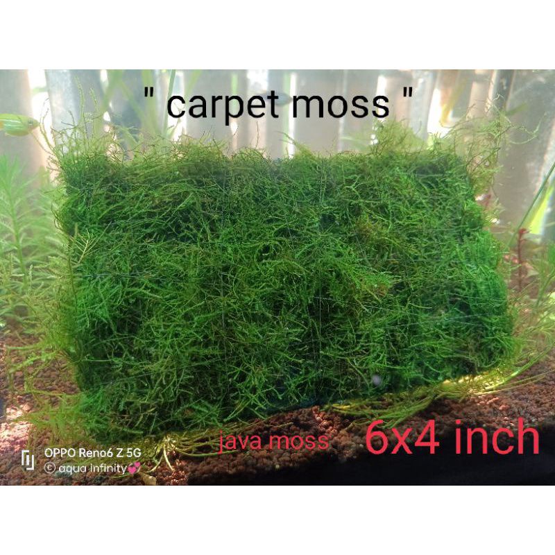 Carpet moss for Aquascaping aquatic plants Shopee Philippines