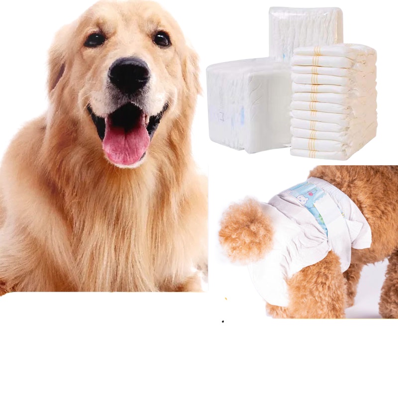 ↂ∏Golden Retriever pet physiological diapers menstrual bitch dog aunt