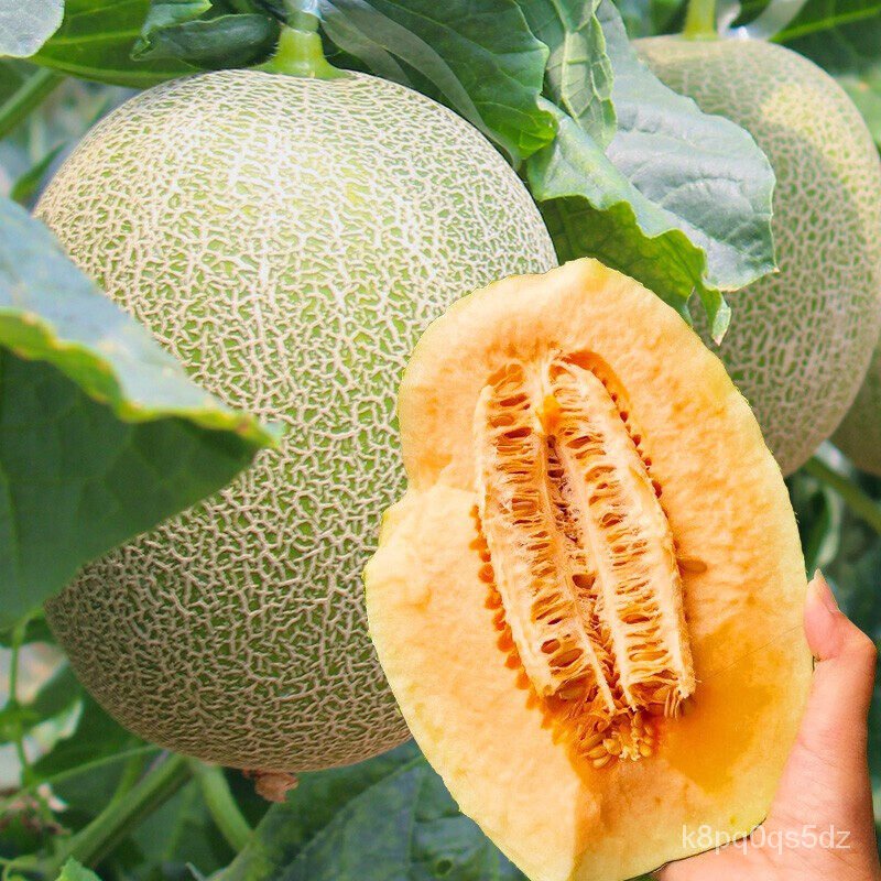ReadyMade Singapore100Seed/Package Hami Melon Seeds Sweet Hami Melon