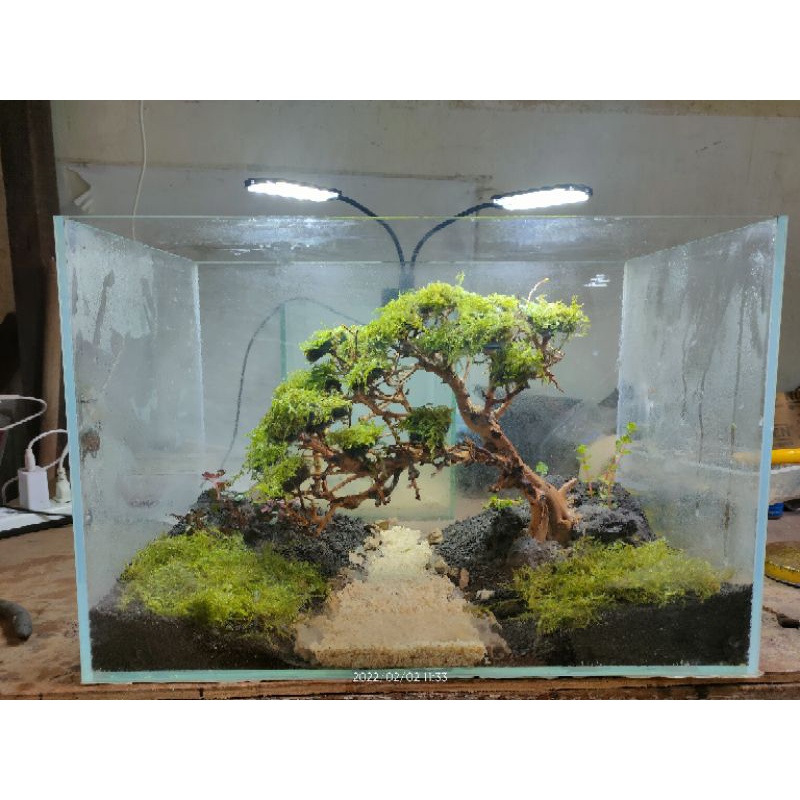 carpet moss for aquascape Shopee Philippines