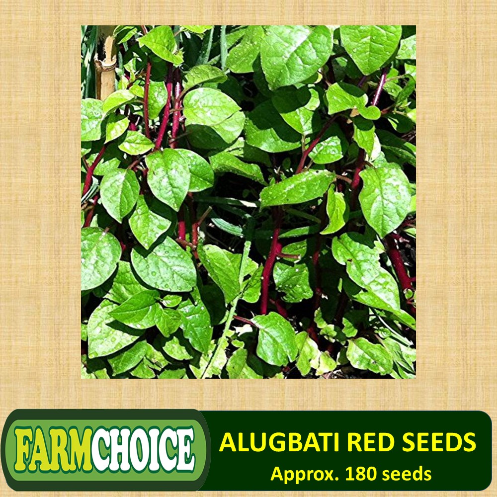ALUGBATI RED SEEDS (180 seeds) Shopee Philippines