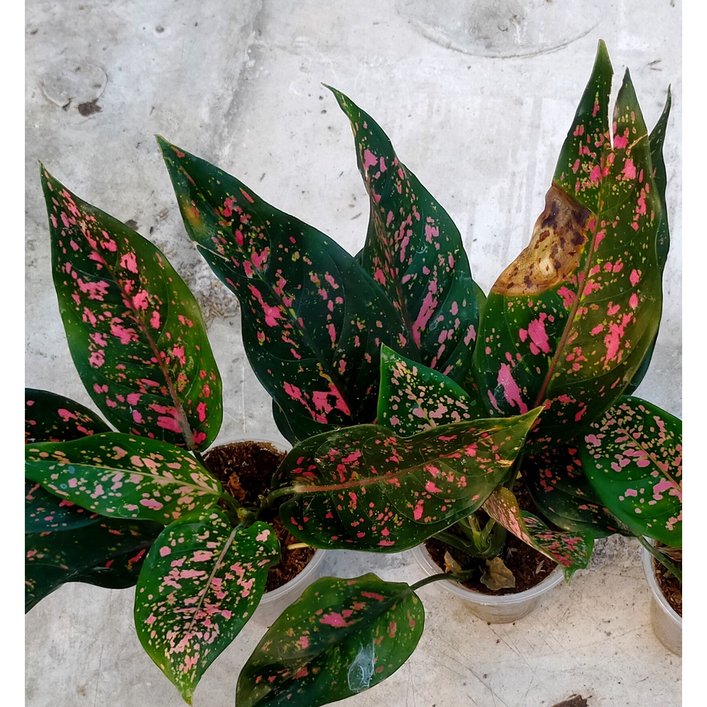 AGLAONEMA ICE CREAM Rare live Plant Shopee Philippines