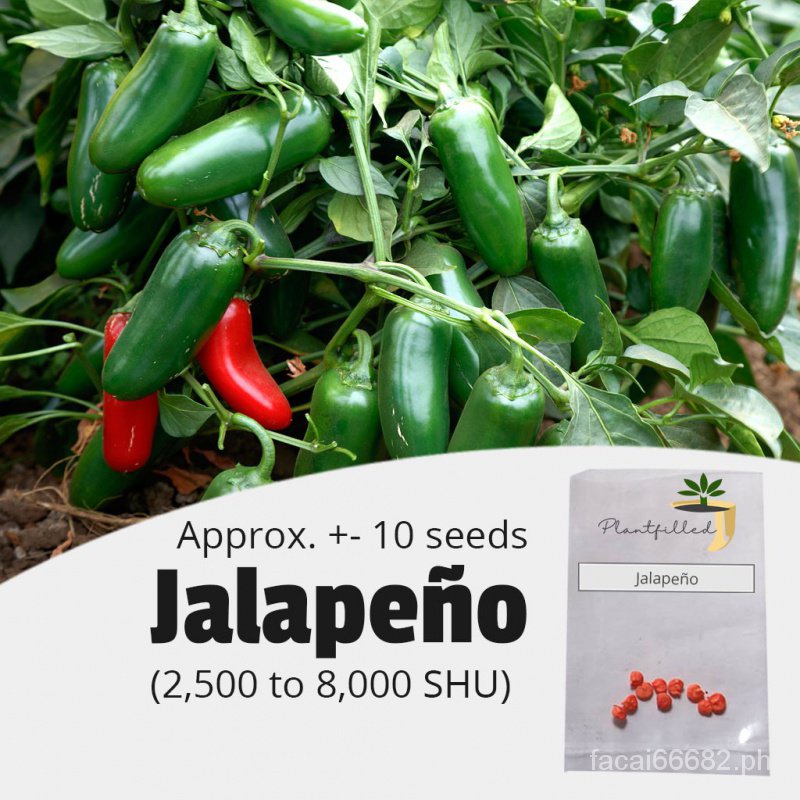 [Plantfilled] Jalapeno Hot Pepper Chili Jalapeno Seeds for Planting