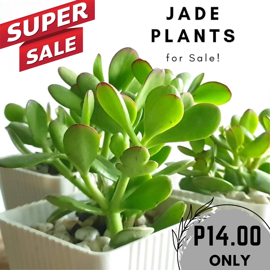 Jade Plant/Money Maker Plant (Free Red Pot) Live Plant, Real Plant