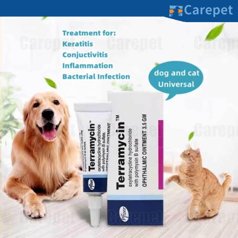 Eye Ointment for Cats and Dogs Eye Diseases Eye Inflammation Redness