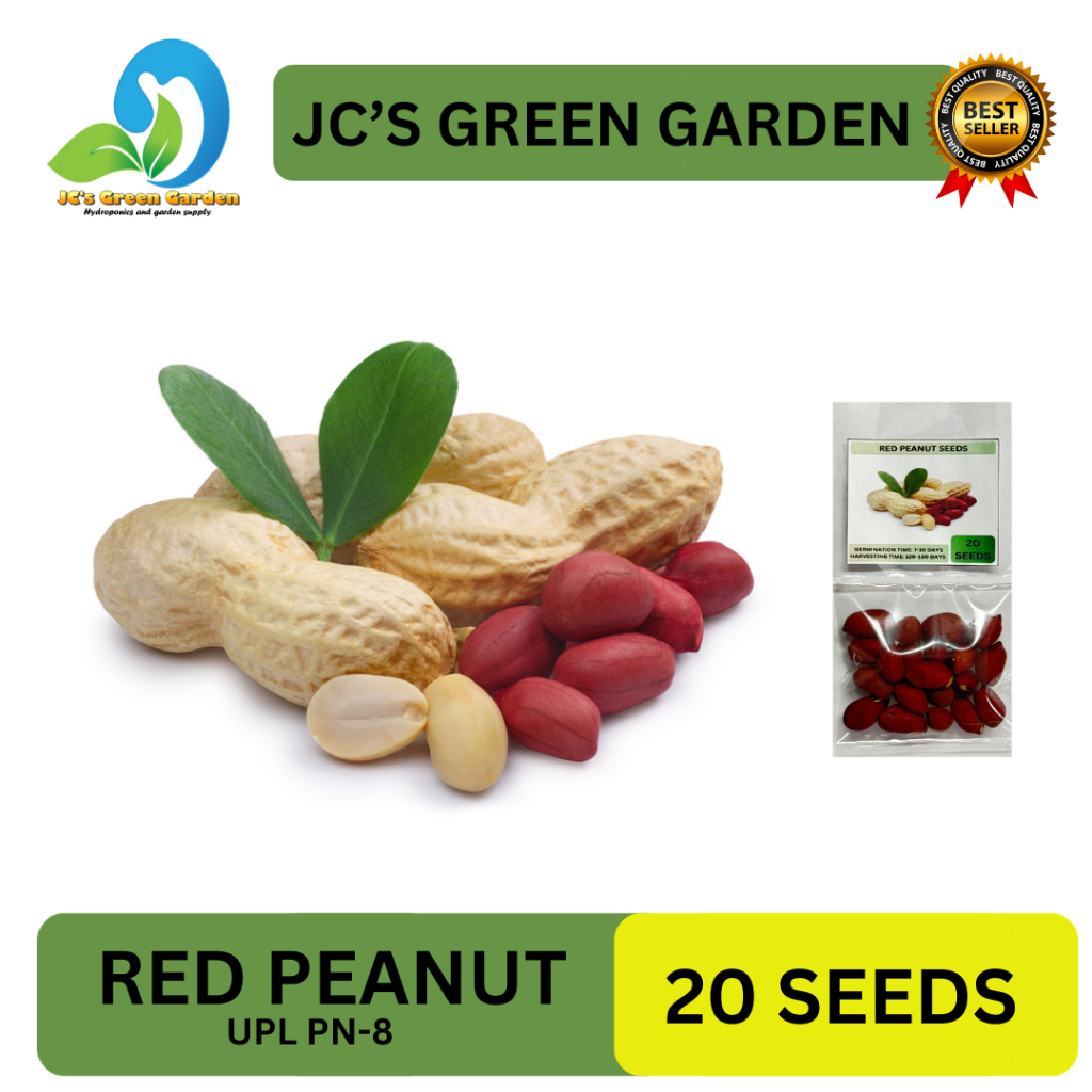 VALUE PACK (20 SEEDS) RED PEANUT SEEDS (UPL Pn8)/FOR PLANTING/HYBRID